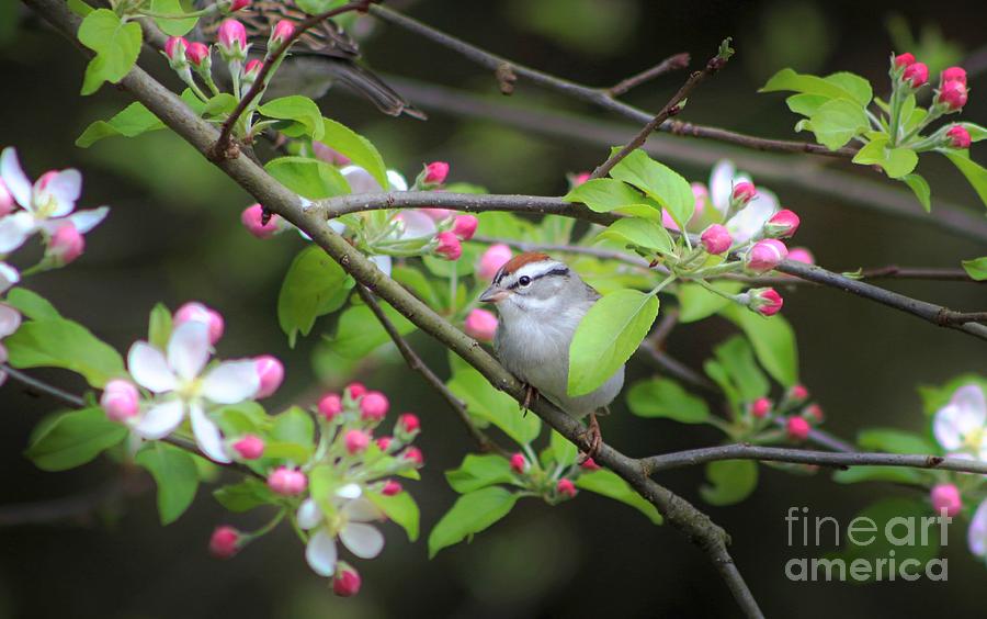 Sparrow Photograph - Chipping Sparrow by Benanne Stiens