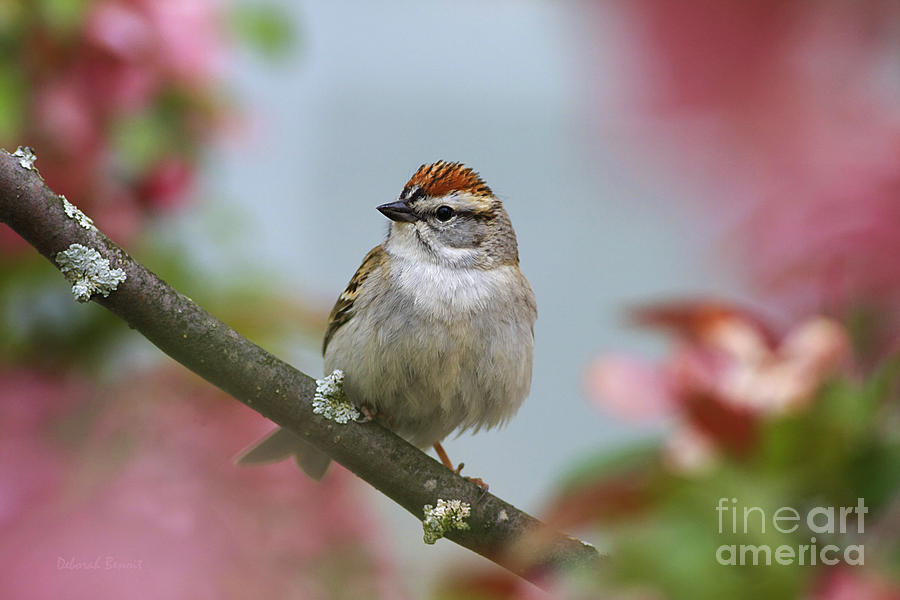 Wildlife Photograph - Chipping Sparrow In Blossoms by Deborah Benoit