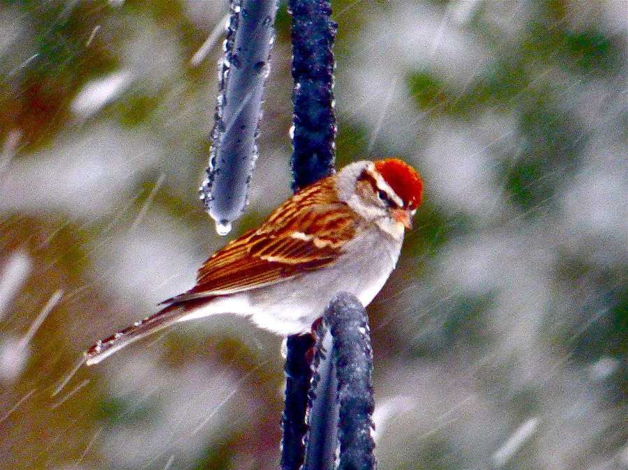 Chipping Sparrow in Snow Photograph by Jean Wright