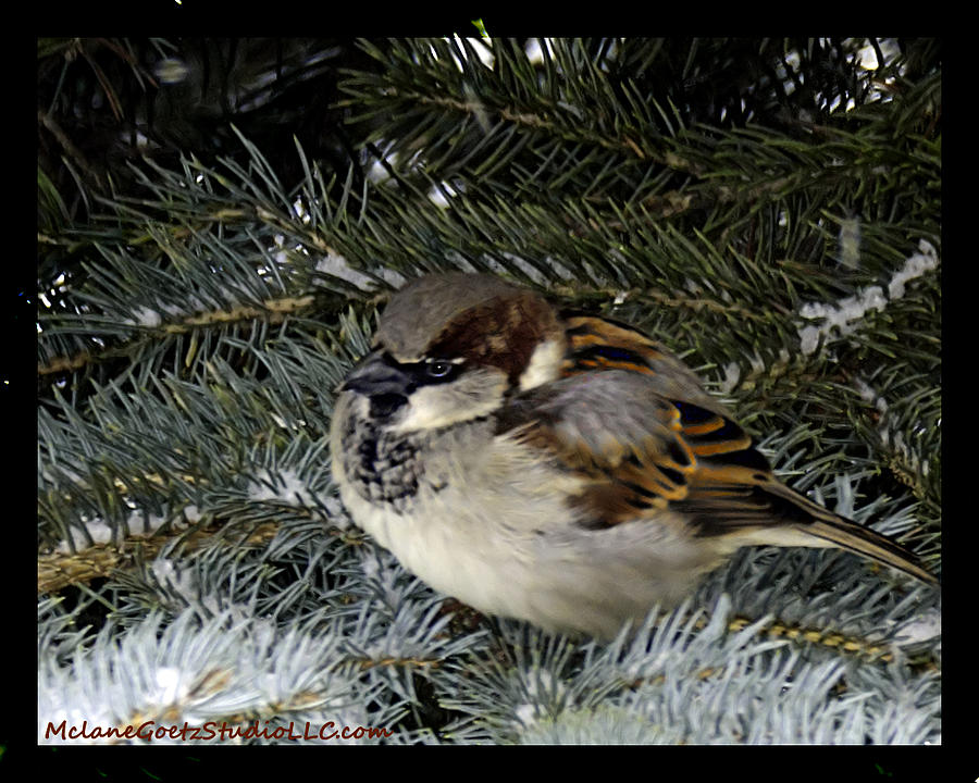 Chipping Sparrow In The Pine Photograph
