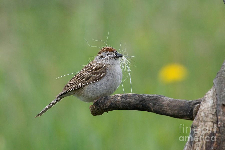Wildlife Photograph - Chipping Sparrow by Linda Freshwaters Arndt
