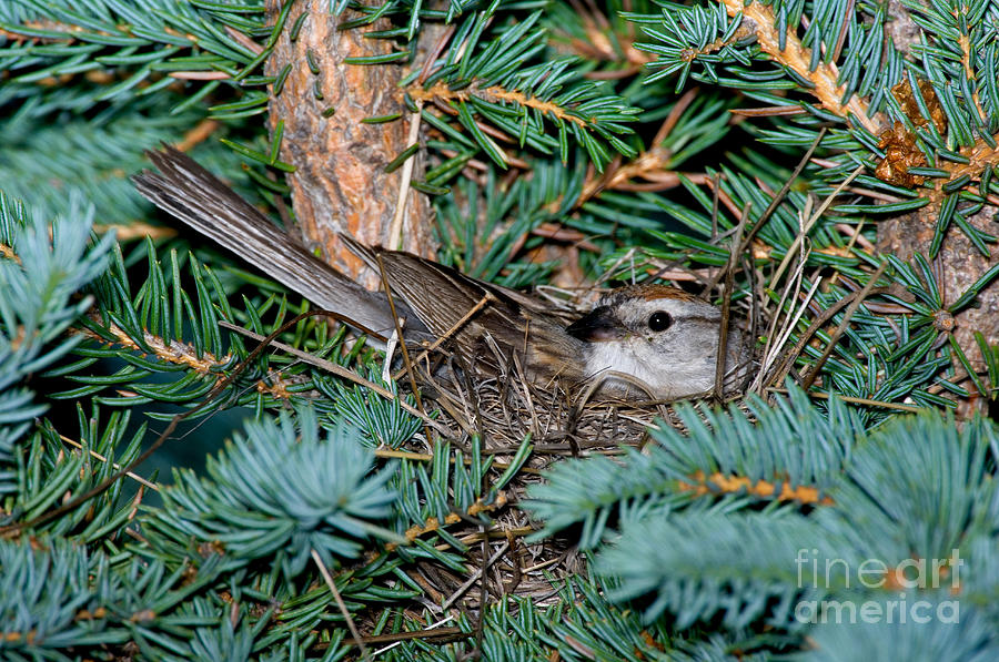 Sparrow Photograph - Chipping Sparrow On Nest by Anthony Mercieca