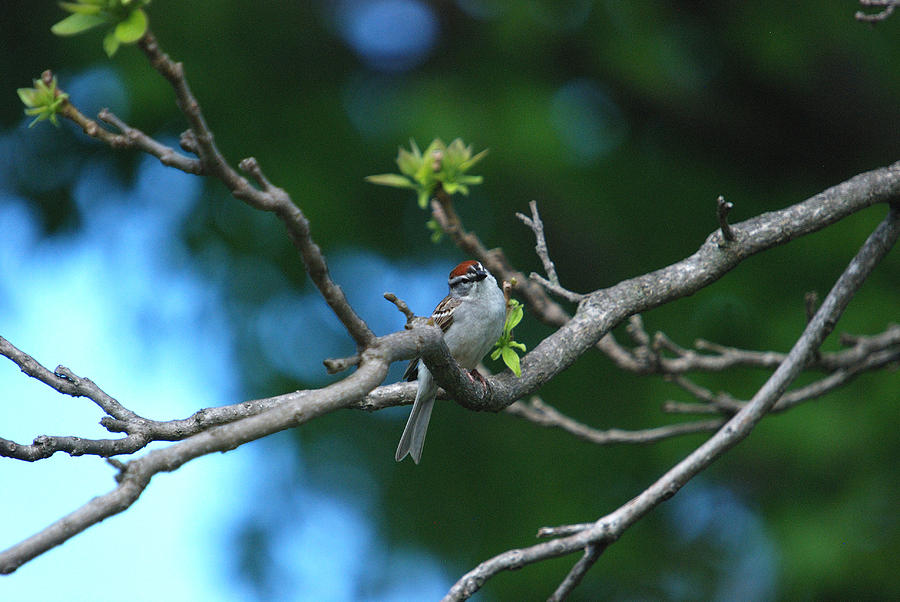Chipping Sparrow - You Must Be Talking About Me Photograph by Janice Adomeit