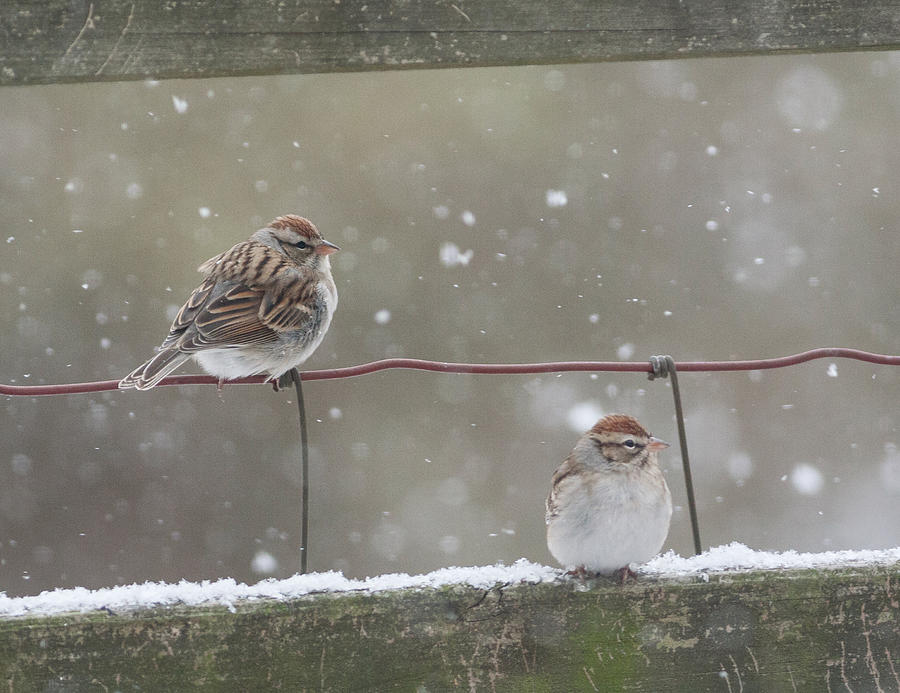 Chipping Sparrows in Winter Photograph by Melinda Fawver