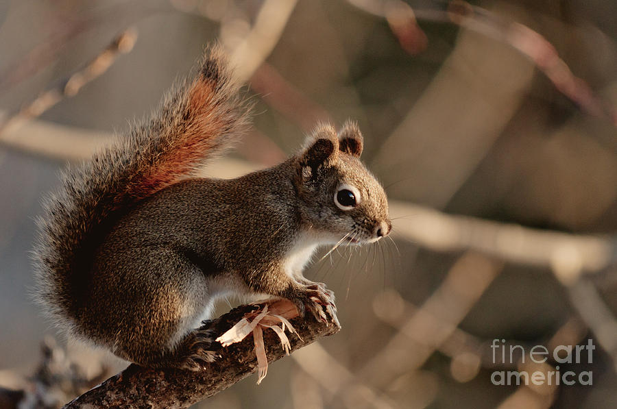 Animal Photograph - Chippy Perched by Cheryl Baxter