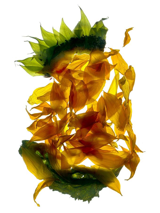Chiquita Sunflower Digital Art by Julia McLemore