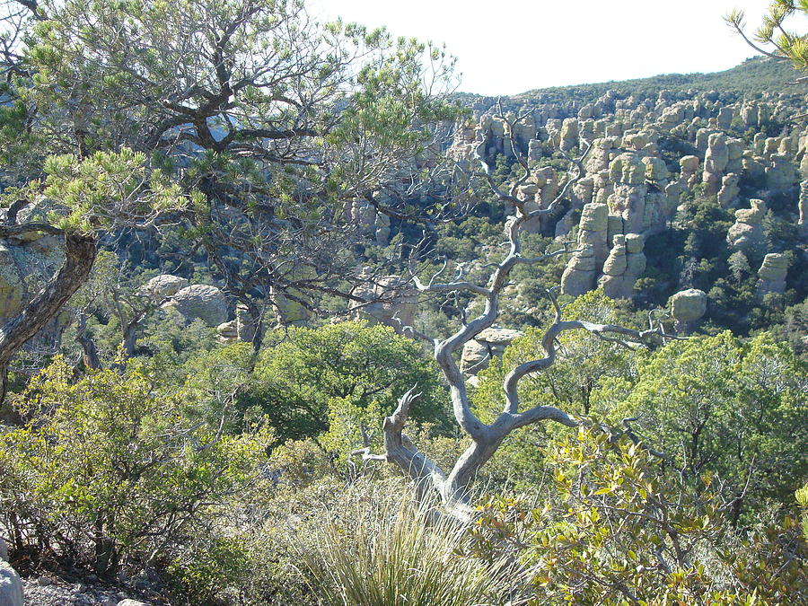 Chiricahua National Monument Photograph by Susan Woodward