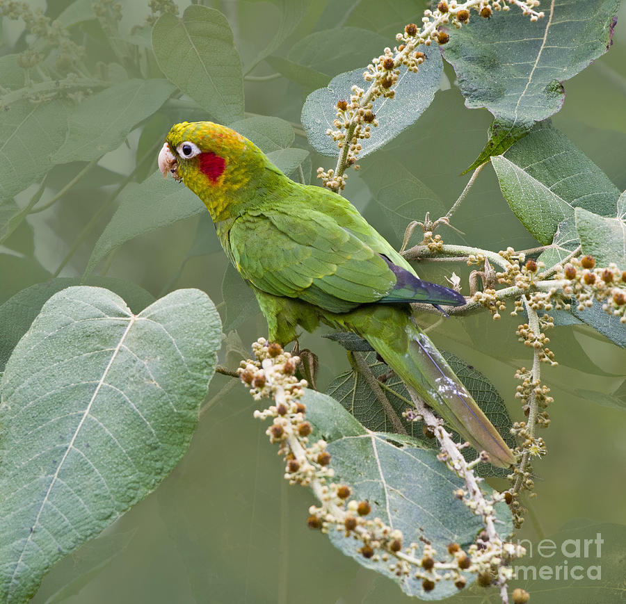 Parrot Photograph - Chiriqui Conure 2 - dp by Heiko Koehrer-Wagner