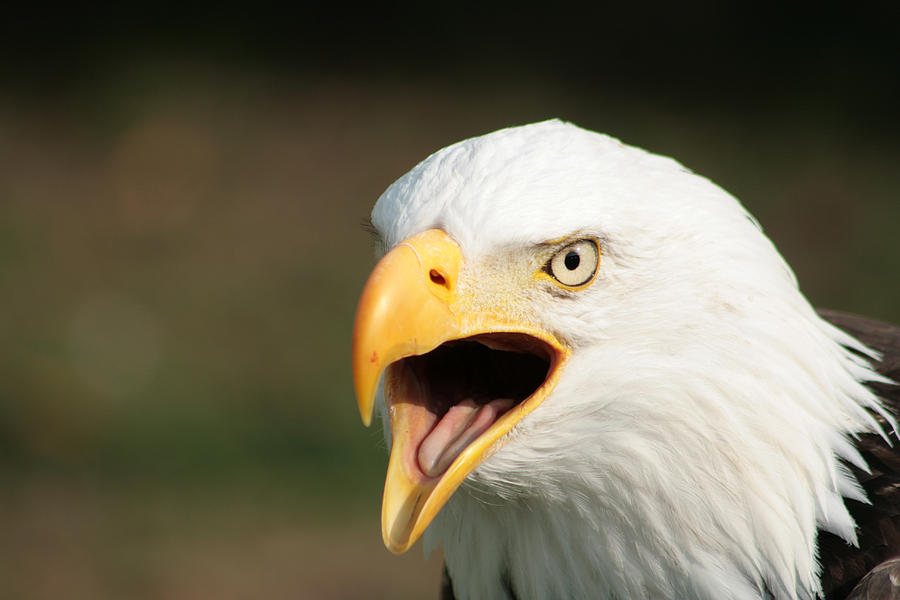 Chirping Bald Eagle Photograph by Robert Hamm | Fine Art America