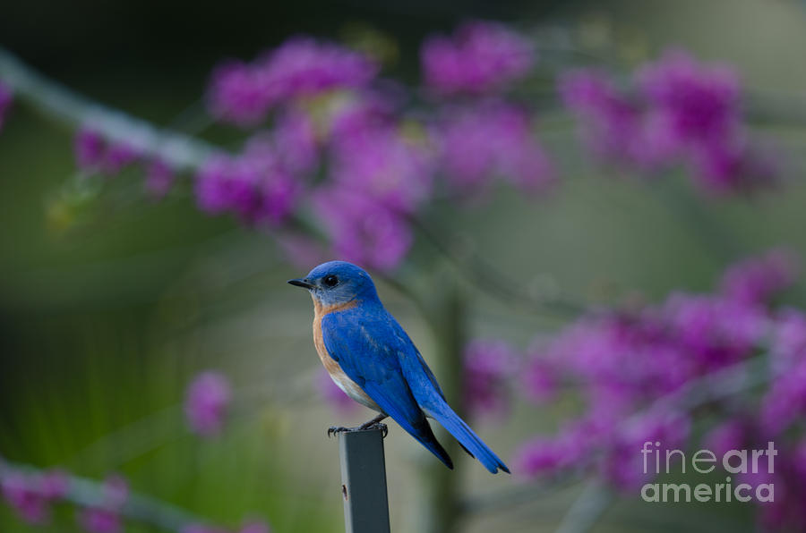 Chirping Blue Bird Photograph