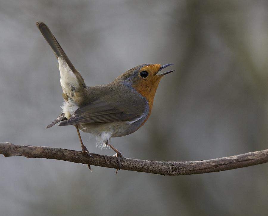 Chirpy Photograph by Hilary Billinghurst - Fine Art America