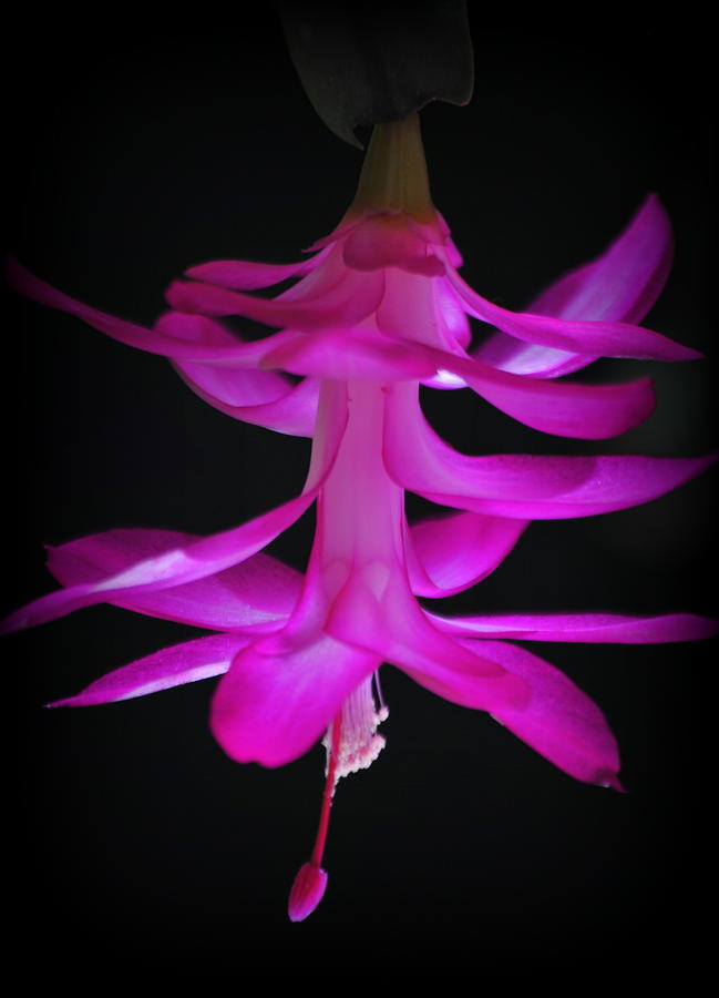 Chirstmas Cactus Pink Schlumberga Photograph by Nathan Abbott