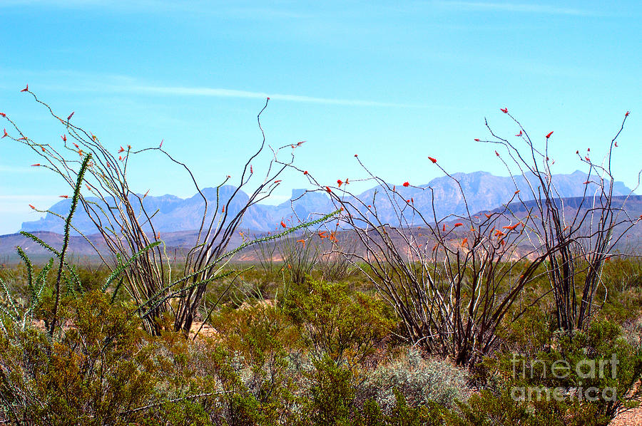 Chisos Mountains With Ocotillo Photograph by Gregory G. Dimijian, M.D.