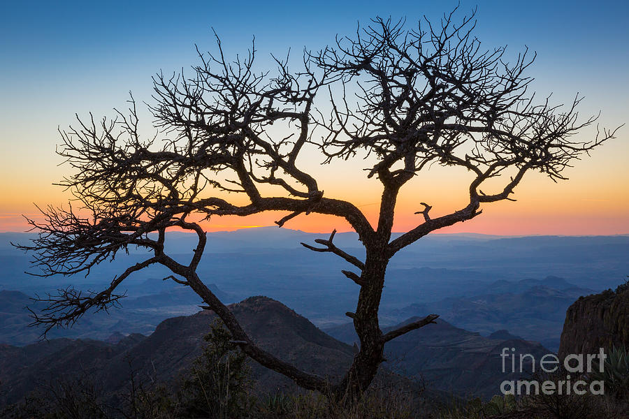 Nature Photograph - Chisos Tree by Inge Johnsson