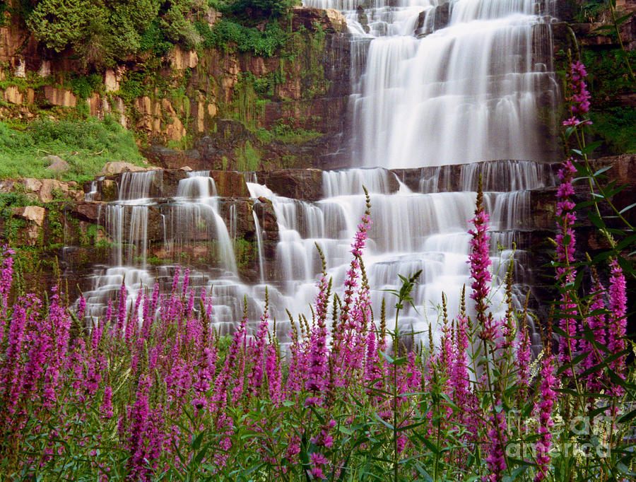 Nature Photograph - Chittenango Falls and Purple Strife by Oscar Gutierrez