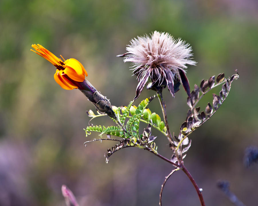 Chivay Flower Photograph by Kent Nancollas
