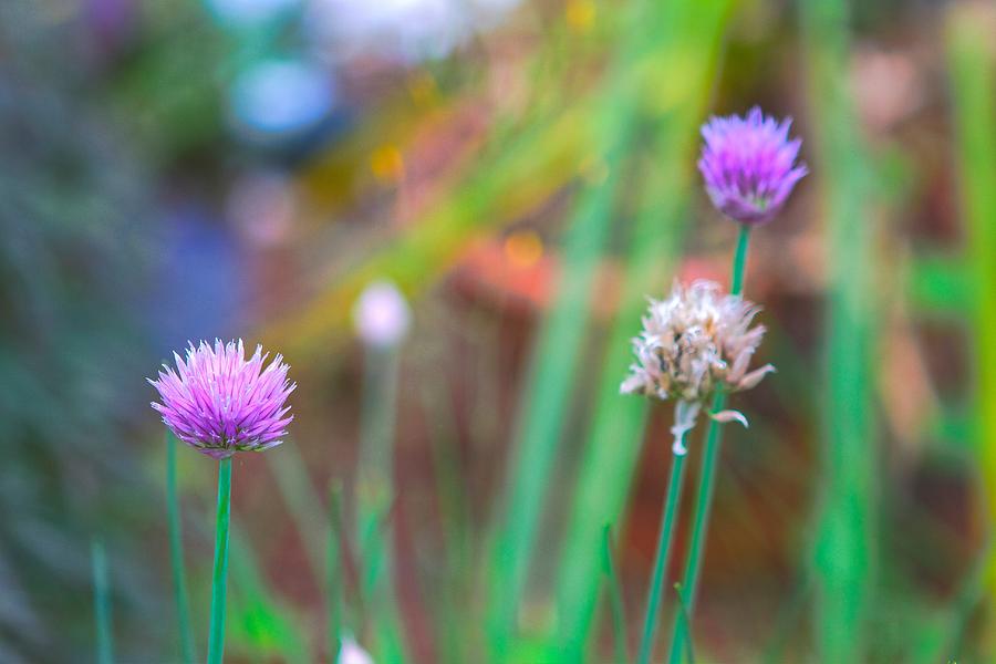 Flower Photograph - Chive Blossoms by Bryan Hildebrandt
