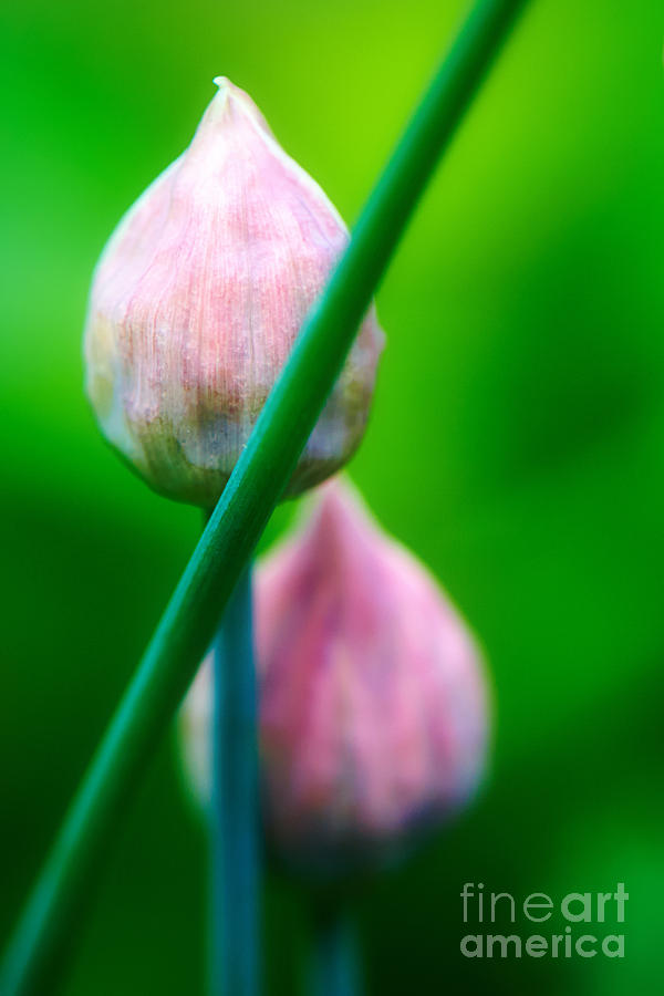 Nature Photograph - Chive buds by Nick  Biemans