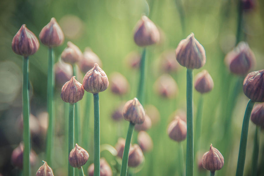 Chive Buds Photograph by Tingy Wende