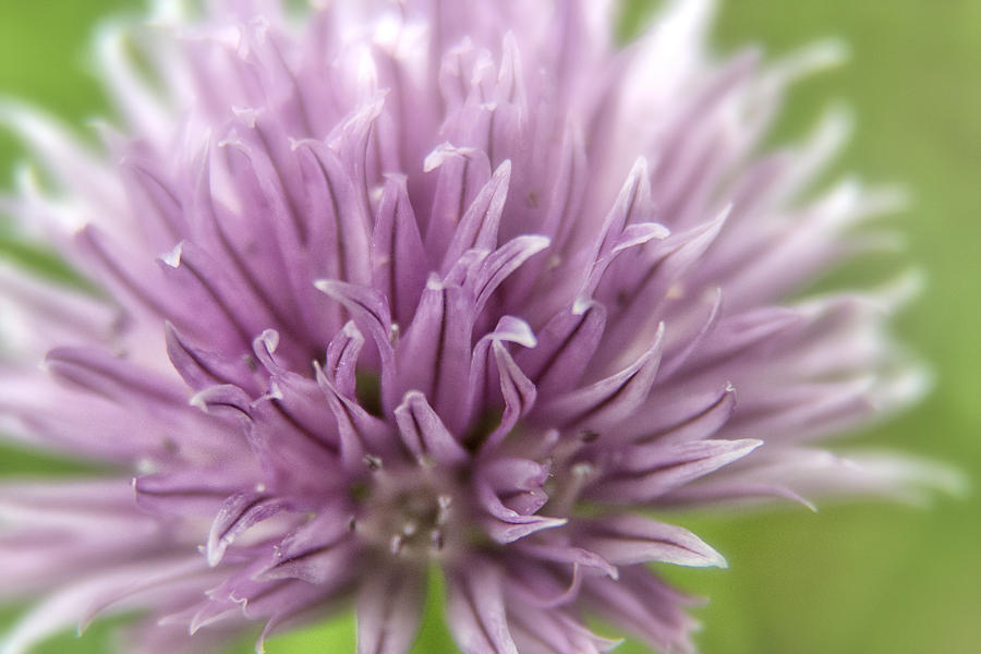 Chive close up Photograph by Celine Pollard