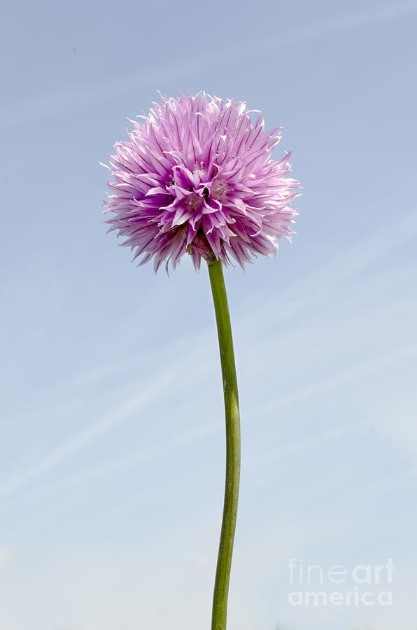 Chive flower Photograph by Steev Stamford