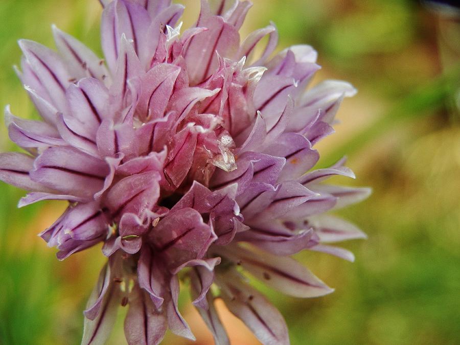 Chive Flower Photograph by VLee Watson