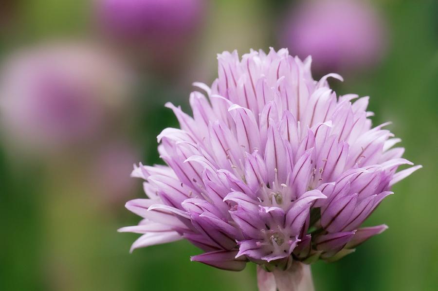 Chive Flowerhead Photograph by Maria Mosolova/science Photo Library ...