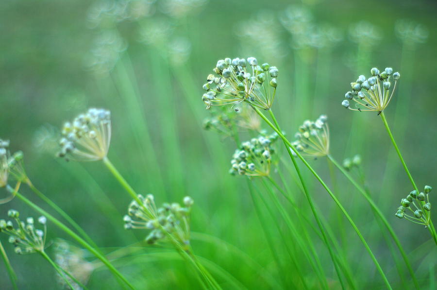Chive Garden Photograph by Suzanne Powers