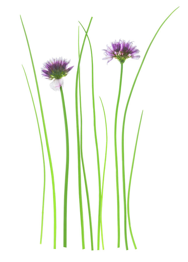 Nature Photograph - Chives (allium Schoenoprasum) by Gustoimages/science Photo Library