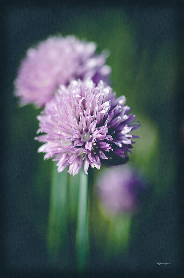 Chives at Attention Photograph by Crystal Wightman