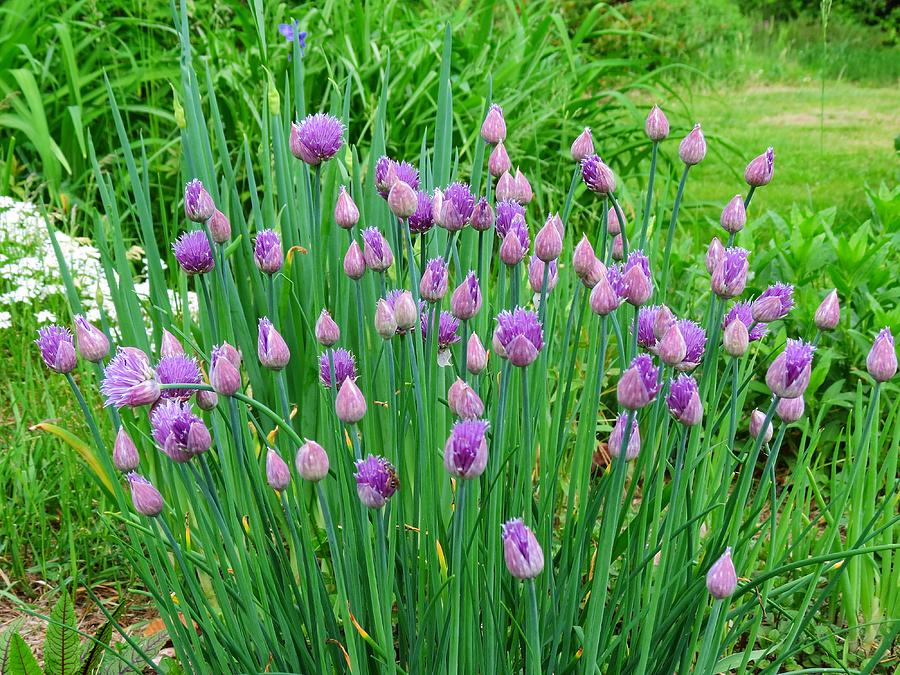 Chives Clump Photograph by MTBobbins Photography