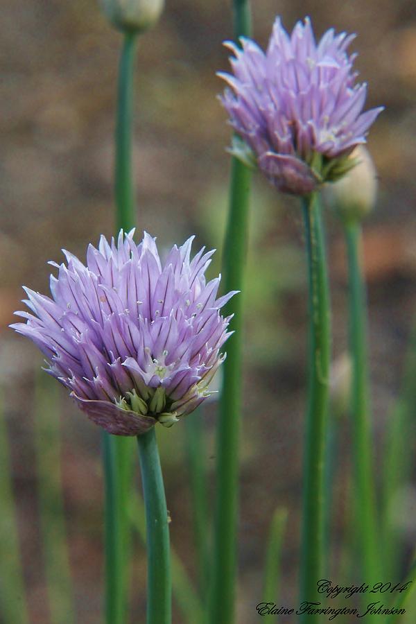 Chives by Elaine Farrington Johnson Chives by Elaine Farrington Johnson