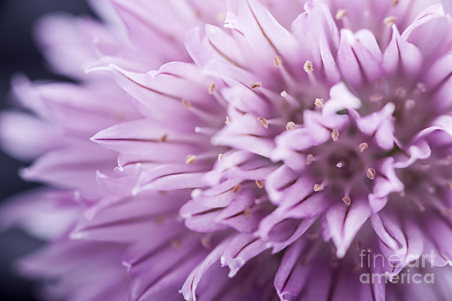 Chives flower Photograph by Elena Elisseeva