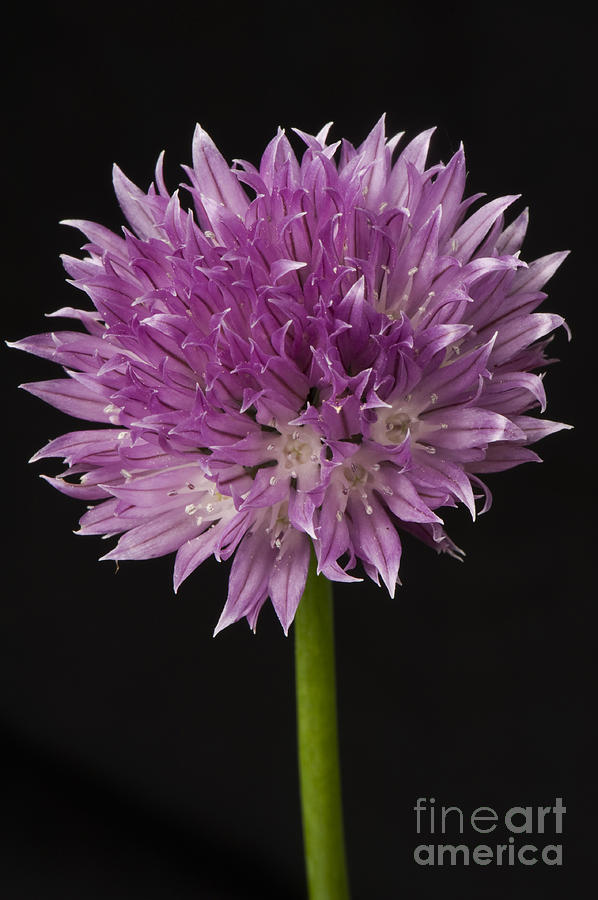 Chives Flower Photograph by Nigel Cattlin