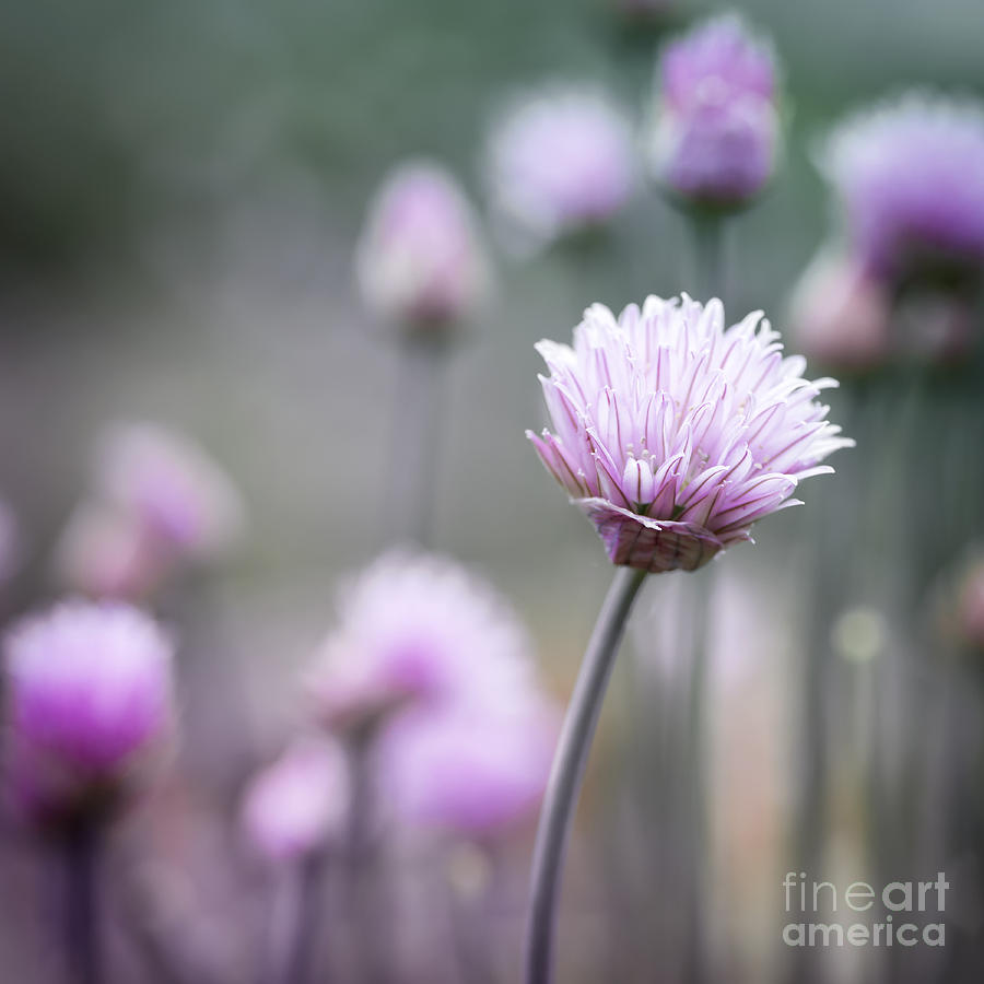 Flower Photograph - Chives flowering I by Elena Elisseeva