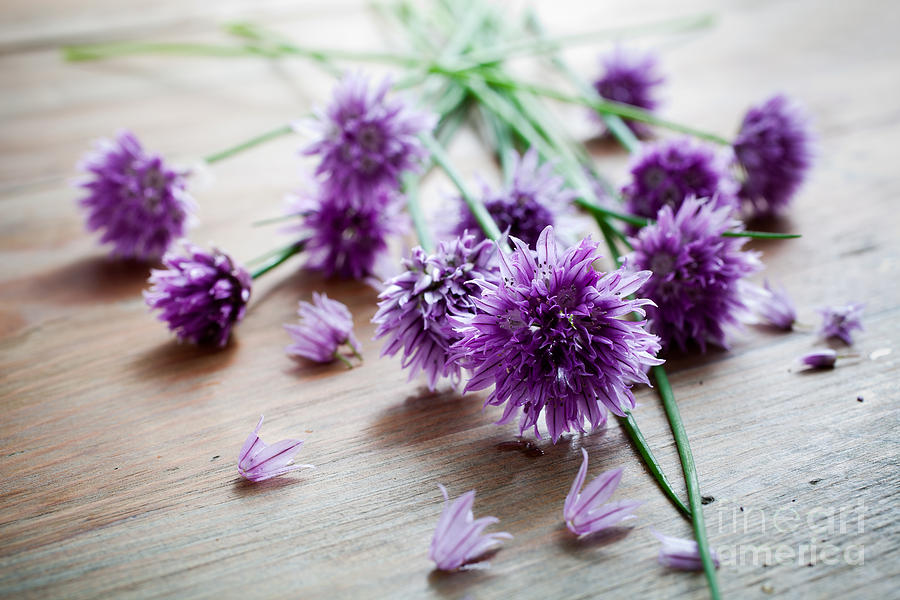 Chives Photograph by Kati Finell