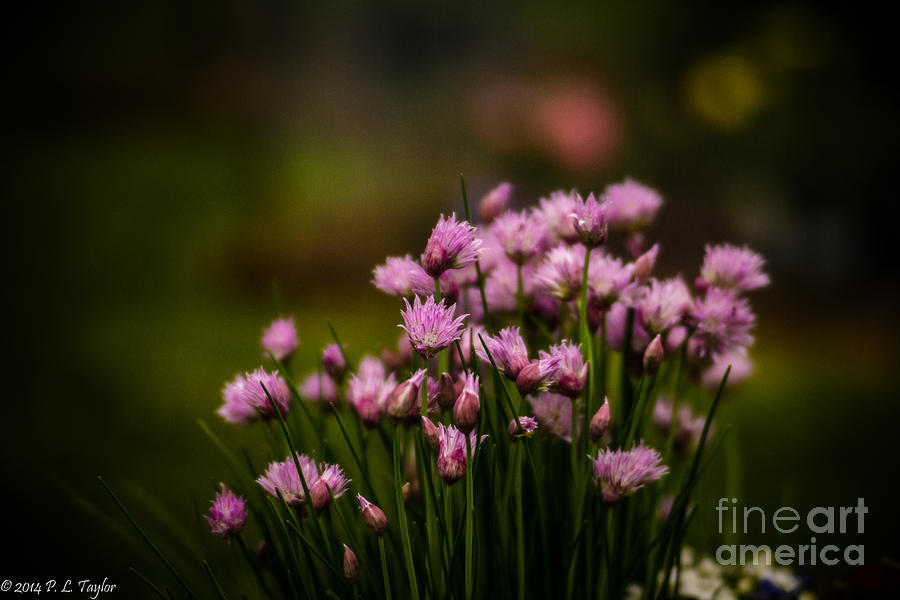 Chives Photograph by Pamela Taylor