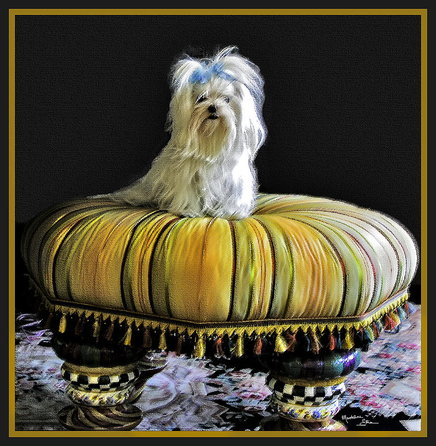 Dog Photograph - Chloe On Her Tuffet by Madeline Ellis