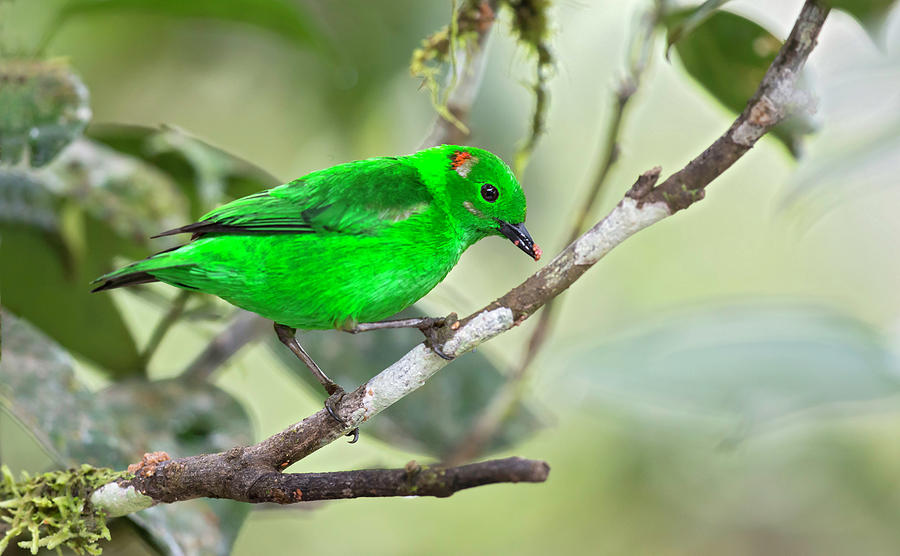 Chlorochrysa Phoenicotis Photograph by Juan Jose Arango - Fine Art America