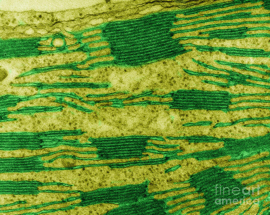 Chloroplast In Corn Leaf Cell, Tem Photograph by Omikron
