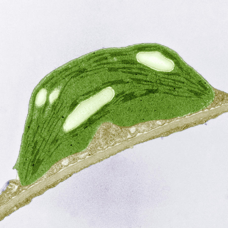 Chloroplast Of Arabidopsis Thaliana. Tem Photograph by Science Stock Photography