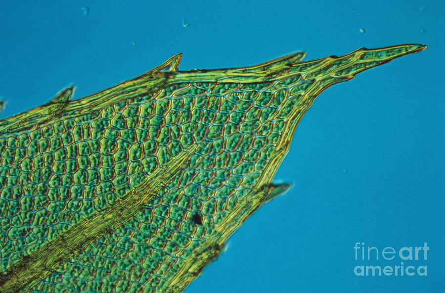 Plant Photograph - Chloroplasts On Moss by Nuridsany et Perennou