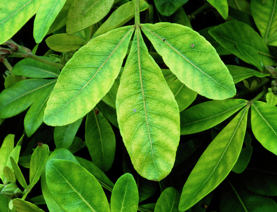 Chlorosis On Choisya Sp Photograph by Geoff Kidd/science Photo Library