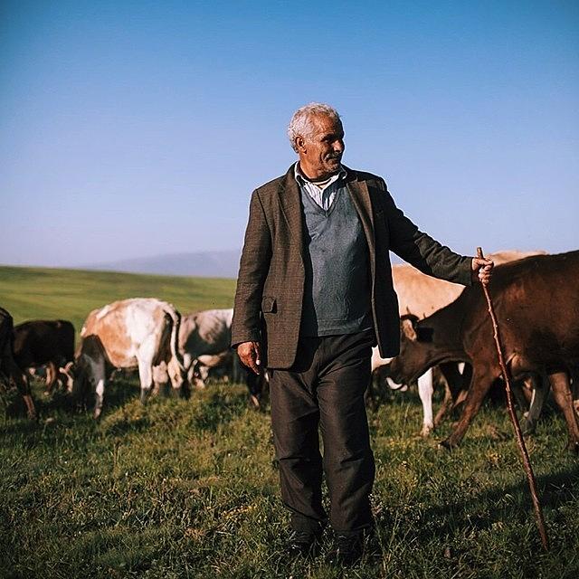 Portrait Photograph - Chobani / Shepherd Catching The Early by David  Hagerman