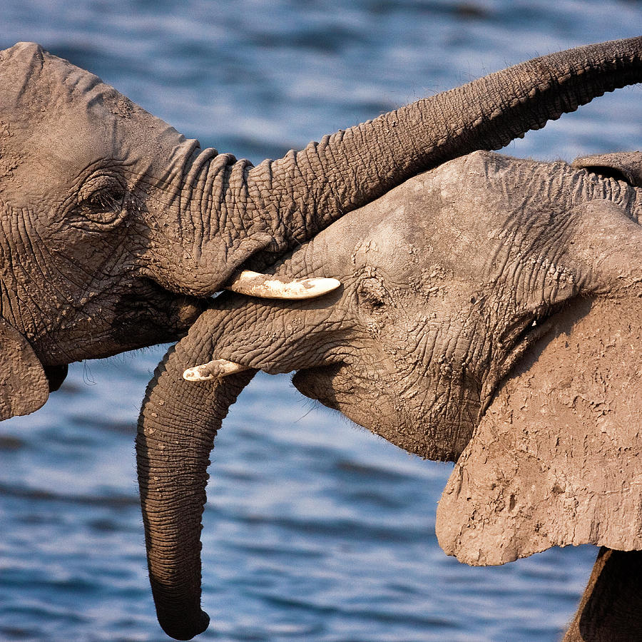 Elephant Photograph - Chobe National Park, Botswana by Janet Muir