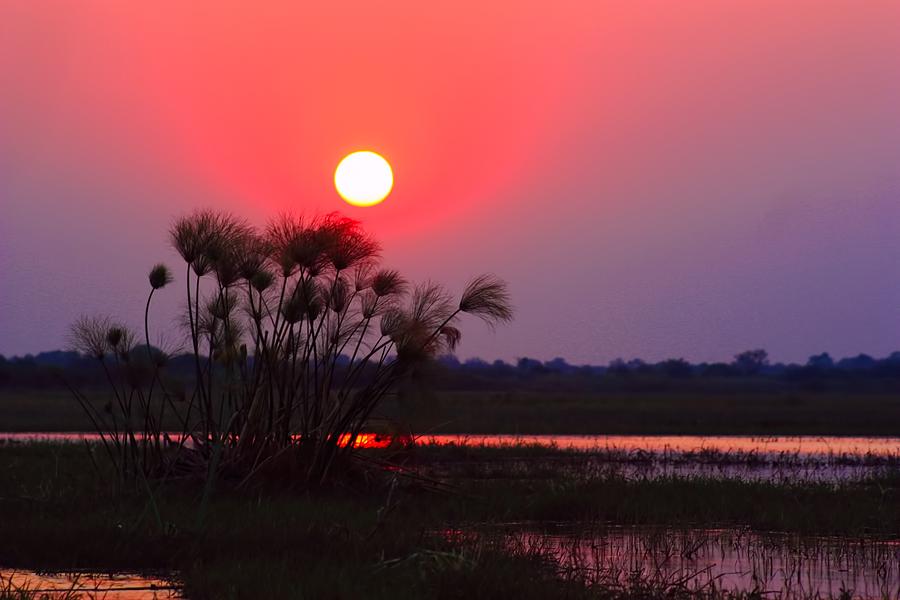 Chobe River Sunset Photograph by Amanda Stadther