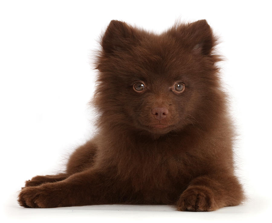 Chocolate Brown Pomeranian Puppy Lying Photograph by Mark