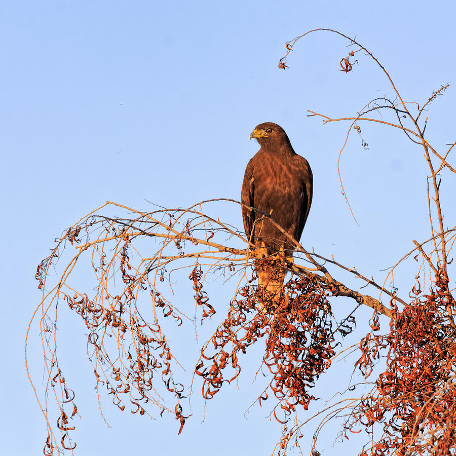 Chocolate Brown Red-Tail Photograph by Kathleen Bishop