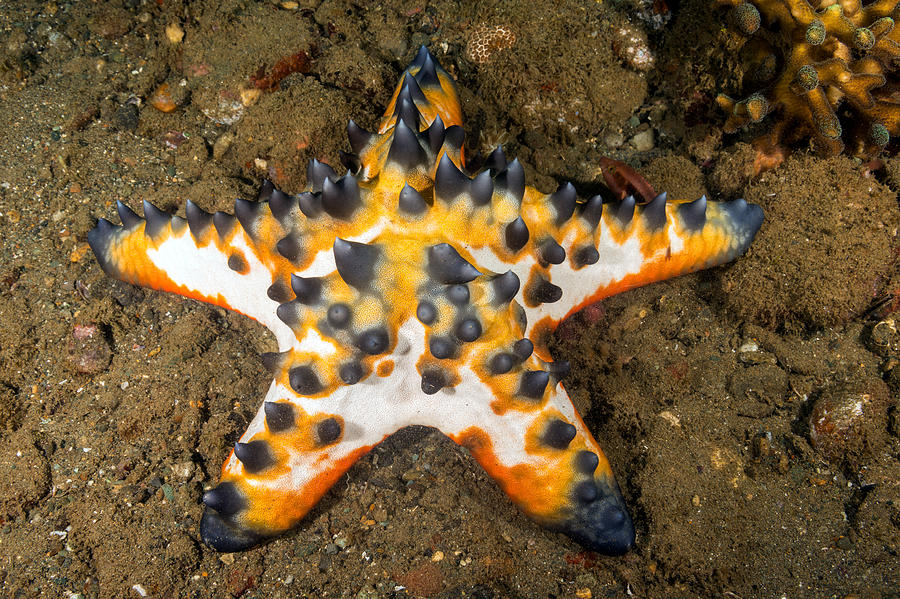 Chocolate Chip Sea Star Photograph by Andrew J. Martinez