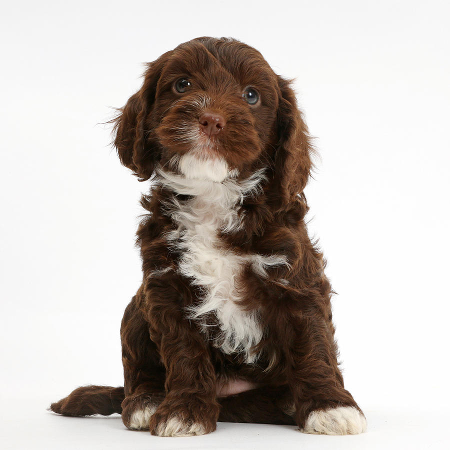 Chocolate Cockapoo Puppy Photograph by Mark Taylor